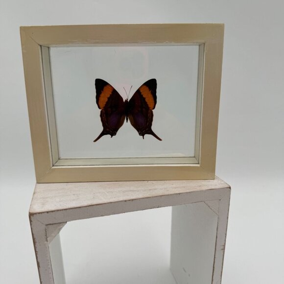 FRAMED DAGGERWING BUTTERFLY (MARPESIA CORINNA) Mounted butterfly wall hanging pi - Picture 1 of 11